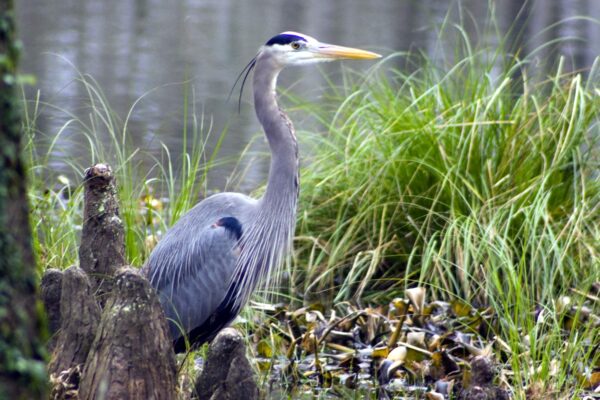 Bert's Blue Heron