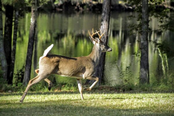 deer trotting